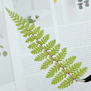 Felci pressate essiccate verdi per timbri di sigillo di cera fai da te colla goccioline per decorazioni segnalibri biglietti d'auguri dipinti di fiori secchi - Product Image 3
