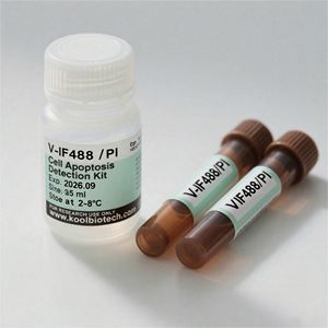 Kit de Tinción Dual Annexin V IF488 <span class=keywords><strong>PI</strong></span> para Análisis de Apoptosis Celular, Solo para Uso en Investigación - Product Image 1
