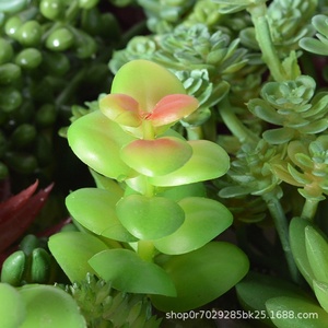 Têtes de fleurs artificielles en plastique, flocage imitation succulente, aloe vera, cactus, arrangement de plantes en pot, décoration de paysage miniature pour - Product Image 4