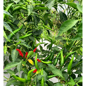 พริกสดเวียดนามและผักดิบอื่นๆบรรจุภัณฑ์สั่งทำจากผู้ผลิตทางการเกษตร - Product Image 4