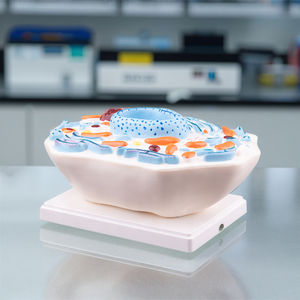 Modello di <span class=keywords><strong>cellula</strong></span> animale 3d resistente in plastica per attrezzature educative - Product Image 5