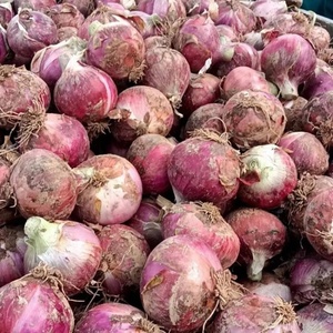 <strong>China</strong> Premium a Grade Fresh Red <strong>Onions</strong> | 50kg Bulk for Cooking | Affordable Wholesale Price - Product Image 2