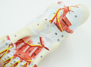 Kaki Model Anatomi Anatomi Regional Kaki dengan Neurovaskular Ligamen Anatomi Sendi Pergelangan Kaki Otot Pembuluh Darah Ligamen - Product Image 5