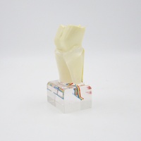 Modèle dentaire multifonctionnel en résine à 6 molaires, modèle anatomique du nerf, produit de démonstration pour l'éducation des dentistes et l'hygiène buccale