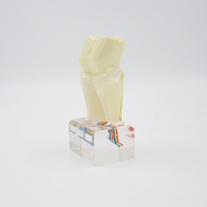 Modelo Dental Multifuncional de 6 Molares con Nervio Anatómico para Demostración Educativa para Dentistas, Producto Multifuncional para la Higiene Bucal - Product Image 2