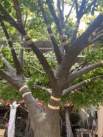 Grand arbre artificiel en fibre de verre de haute qualité, écologique et durable, de 3,5 m, pour les hôtels, les bureaux, les restaurants, les salons