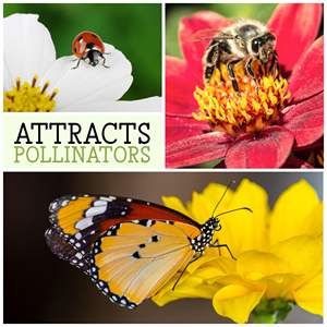 Wildflower Mix Paquete a granel para jardín y uso en exteriores Condición de árbol Atrae abejas Mariposas y monarcas <span class=keywords><strong>Cosmos</strong></span> <span class=keywords><strong>Bipinnatus</strong></span> - Product Image 6