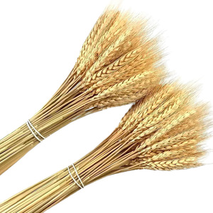 Oferta Especial: Ramilletes de Trigo Seco 100% Natural para Centros de Mesa, 50 Ramas por Ramillete, para Bodas Rústicas - Product Image 1