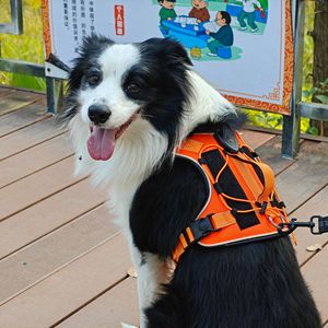 Arnés Luminoso LED para Perro, Estilo Chaleco, Recargable, para Paseos Nocturnos, Talla Mediana, Naranja, Azul, Negro, Morado, Marrón - Product Image 1