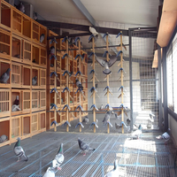 Cage à oiseaux personnalisée 2026 pour perroquets, nichoirs d'élevage extérieurs pour pigeons, cage à pigeons en bois