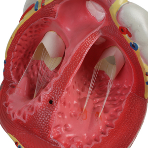 5 Lần 3 Bộ Phận Y Tế Lớn <span class=keywords><strong>3d</strong></span> Lớn Giải Phẫu Trái Tim Con Người Mô Hình Cho Y Tế Sinh Viên - Product Image 3