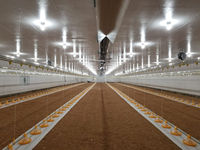 Nouvel équipement d'élevage automatique de poulets de chair au sol avec cages à batterie en acier galvanisé