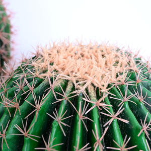 Simulación <span class=keywords><strong>de</strong></span> cactus carnoso planta tropical bonsái decoración interior <span class=keywords><strong>del</strong></span> hogar planta verde en maceta simulación planta verde bonsái - Product Image 5