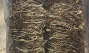 Cha Shu Gu เห็ดต้นป็อปสีดำทั้งต้นแบบใหม่ Cyclocybe aegerita DRY <span class=keywords><strong>yanagi</strong></span> Matsutake สำหรับขาย - Product Image 4