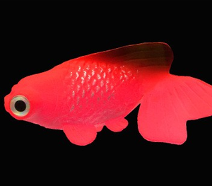 <span class=keywords><strong>Pesce</strong></span> Rosso Galleggiante Realistico Moderno e Leggero che si Illumina al Buio, Ornamento per Acquario, <span class=keywords><strong>Pesce</strong></span> Colorato in Silicone - Product Image 3