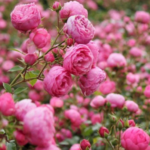 Origine de la rose grimpante Facile à cultiver et à fleurir toute l'année - Product Image 5