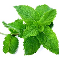 Cápsulas de Aceite Esencial de Menta, Suplemento de Aceite de Menta, Venta al por Mayor OEM/ODM
