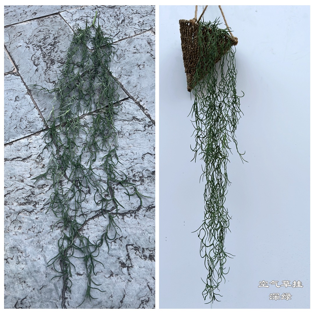 Erba aerea appesa verde scuro