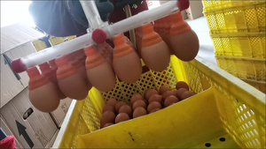 Machine à ventouse pour œufs, dispositif de transport d'œufs avec moteur - Product Image 2