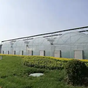 Multi span serra pellicola verde casa coltivazione pomodori per la vendita