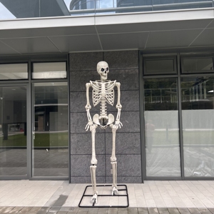 Décorations d'Halloween Humaines en Plastique Fantôme Mobile Full Body Life Certaines Tailles Halloween Squelette à Vendre - Product Image 6