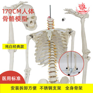 Modelo de esqueleto humano con nervios espinales y arteria carótida, 176 cm, esqueleto grande de simulación de plástico 1:1, para enseñanza médica - Product Image 5