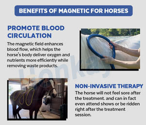 Dispositivo de Terapia Magnética PEMF, Equipo de Rehabilitación de Tobillos de Caballos, Nuevas Invenciones para Caballos - Product Image 4