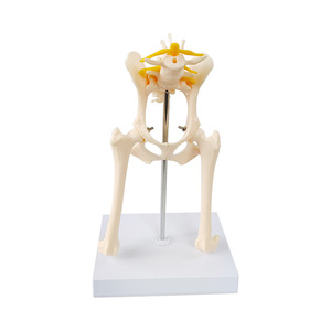 Modelo de articulación de cadera de perro, modelo de anatomía esquelética canina, modelo de construcción de textura de esqueleto, material didáctico para ganadería - Product Image 1