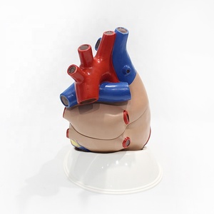 Modello di Cuore Umano Grande 5 Volte la Dimensione Naturale per Insegnamento Medico con Atri, Ventricoli e Valvole - Product Image 2
