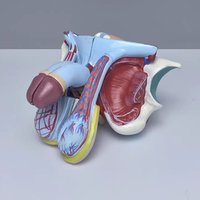Modelo de Órgano Genital Masculino del Sistema Reproductor Desmontable de 5 Partes, Anatomía Humana de Tamaño Real para Educación Médica, Certificado CE