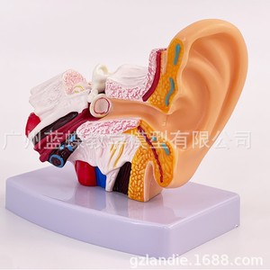 Enseigner la structure de l'oreille à l'aide d'un modèle d'anatomie de l'oreille de bureau grossissant 1,5x, montrant l'oreille externe, moyenne et interne. - Product Image 3