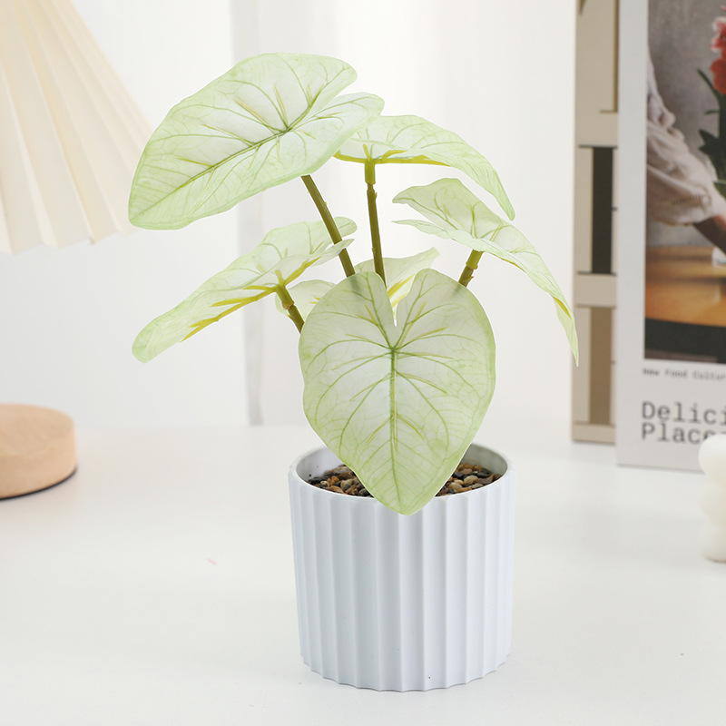 Hoja Blanca