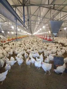 Nuevo Diseño de Sistema Automático de Bebederos para Aves de Corral en Granjas Avícolas - Product Image 6