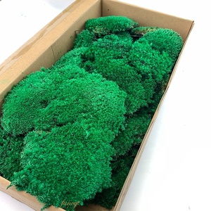 Mousse au perche vert naturel, 1 unité, vraie mousse, stable, pour décoration murale intérieure, Art Feng Shui - Product Image 2