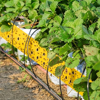 PET Safe Heavy Duty Blauwe Veilige Valrol voor Gunstige Insecten 10cm X 25m Kleefvalrol voor Fruitvliegen Weerbestendig voor Kwekers