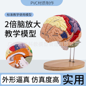 Modèle de cerveau de luxe grossi 2 fois, modèle d'anatomie du cerveau, modèle d'anatomie de la structure neuronale du cerveau, zones fonctionnelles du cerveau - Product Image 3