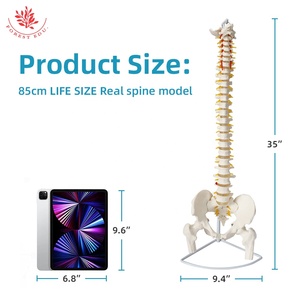 <span class=keywords><strong>Esqueleto</strong></span> <span class=keywords><strong>de</strong></span> columna vertebral Flexible <span class=keywords><strong>de</strong></span> plástico <span class=keywords><strong>de</strong></span> 85cm, modelo FRT014, pelvis <span class=keywords><strong>de</strong></span> ciencia médica, soporte <span class=keywords><strong>de</strong></span> gancho <span class=keywords><strong>de</strong></span> Metal para <span class=keywords><strong>cartílago</strong></span> <span class=keywords><strong>de</strong></span> cadera, recursos <span class=keywords><strong>de</strong></span> enseñanza - Product Image 5