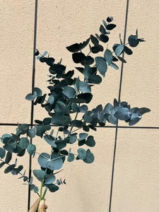 Style nordique feuille douce <span class=keywords><strong>guirlande</strong></span> d'<span class=keywords><strong>eucalyptus</strong></span> tiges fleurs séchées plantes préservées multi fourchette pour la décoration intérieure célébration de noël - Product Image 5