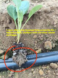 Solution nutritive personnalisée pour l'agriculture en gros OEM 2025, sac de poudre soluble dans l'eau, <span class=keywords><strong>engrais</strong></span> organique NPK, oligo-marines n°2 - Product Image 5