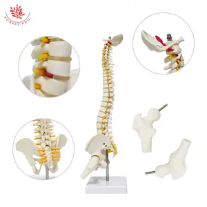 FRT017脊柱模型带腿骨医学教学人体柱脊柱模型柔性人体迷你解剖脊柱模型