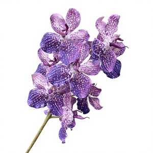 Orchidées Phalaenopsis <span class=keywords><strong>Vanda</strong></span>, 9 têtes, fleurs artificielles imprimées en 3D pour la décoration de mariage, de la maison et la photographie - Product Image 1