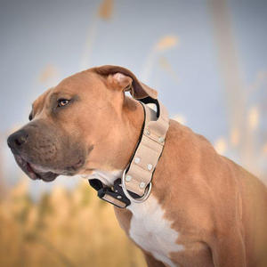 OEM 2 pulgadas nylon metal pesado entrenamiento mascota collar neopreno ancho resistente matón perro collar con asa - Product Image 6