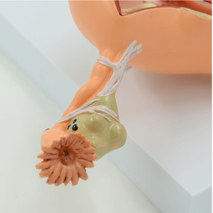 แบบจำลองกายวิภาคศาสตร์สตรี สำหรับการสอนด้านนรีเวชวิทยา แสดงการเปลี่ยนแปลงของมดลูก ทำจากพีวีซี - Product Image 2