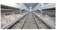 Nouvel équipement d'élevage de volailles, système de cages à batterie de type H galvanisé pour poulets de chair, environnement moderne contrôlé