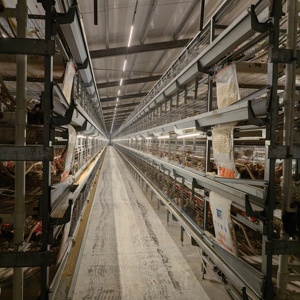 Jaula de Cría Tipo H Totalmente Automática - Product Image 1