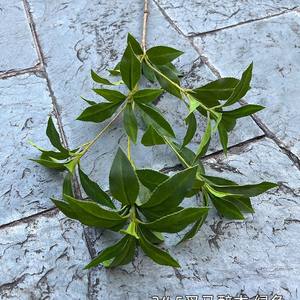 Flores Artificiales Estilo Bosque para Bodas, Accesorios de Fotografía para Exteriores, Ramas Largas de Pino Verde Artificial, Nuevo Estilo - Product Image 6