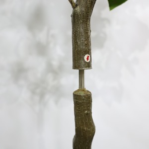 Luxury <b>Artificial</b> Camellia Flower <b>Tree</b> with Natural Trunk Home Wedding Decor - Product Image 5