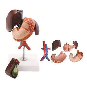 ม้ามตับอ่อนถุงน้ำดีและแบบจำลองกายวิภาคของลำไส้เล็กส่วนต้นอวัยวะย่อยอาหารภายในทางการแพทย์ - Product Image 3