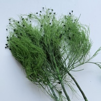 Bunga Kering Awet Terlaris Dream Grass 50-60cm Tahan Lama untuk Dekorasi Rumah dan Pernikahan