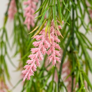 Planta Artificial de Hierba Rosa Colgante, Enredadera Floral Decorativa para Hogar, Balcón, Jardín, Pared y Decoración de Eventos - Product Image 4